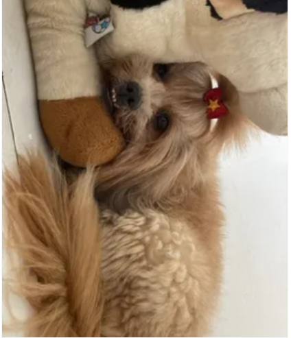 Babá de pets